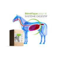 EMa Microorganismes actifs pour chevaux