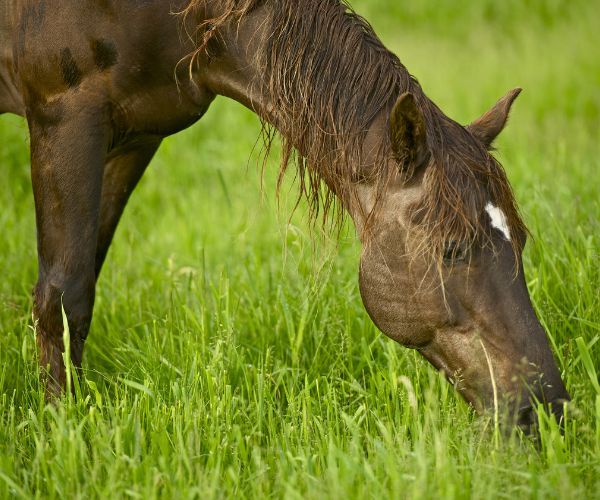 impact alimentation comportement cheval