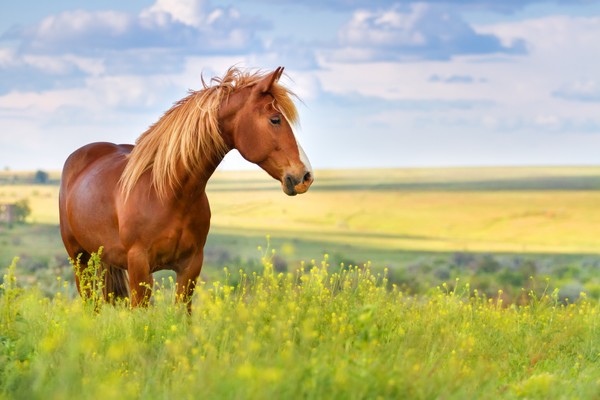 prendre soin de son cheval au printemps