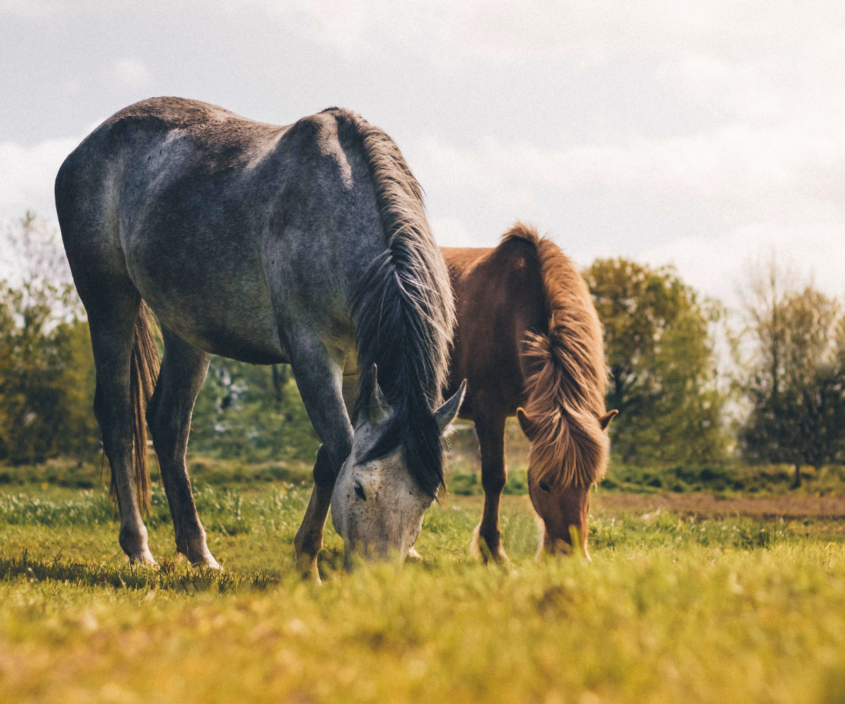 faire grossir un vieux cheval