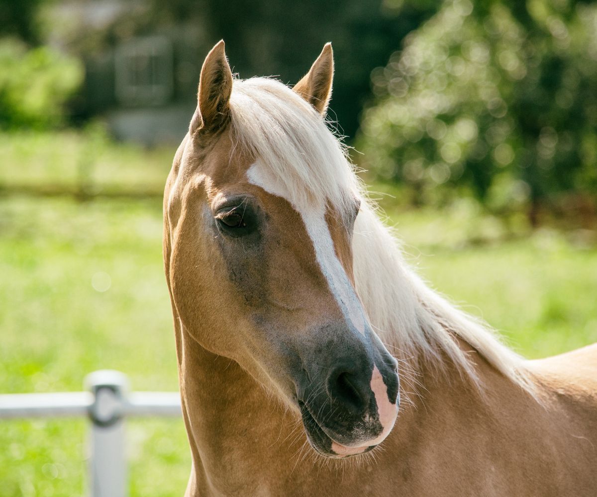 soin cheval printemps