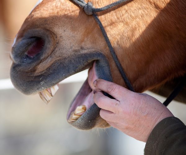 bouche cheval