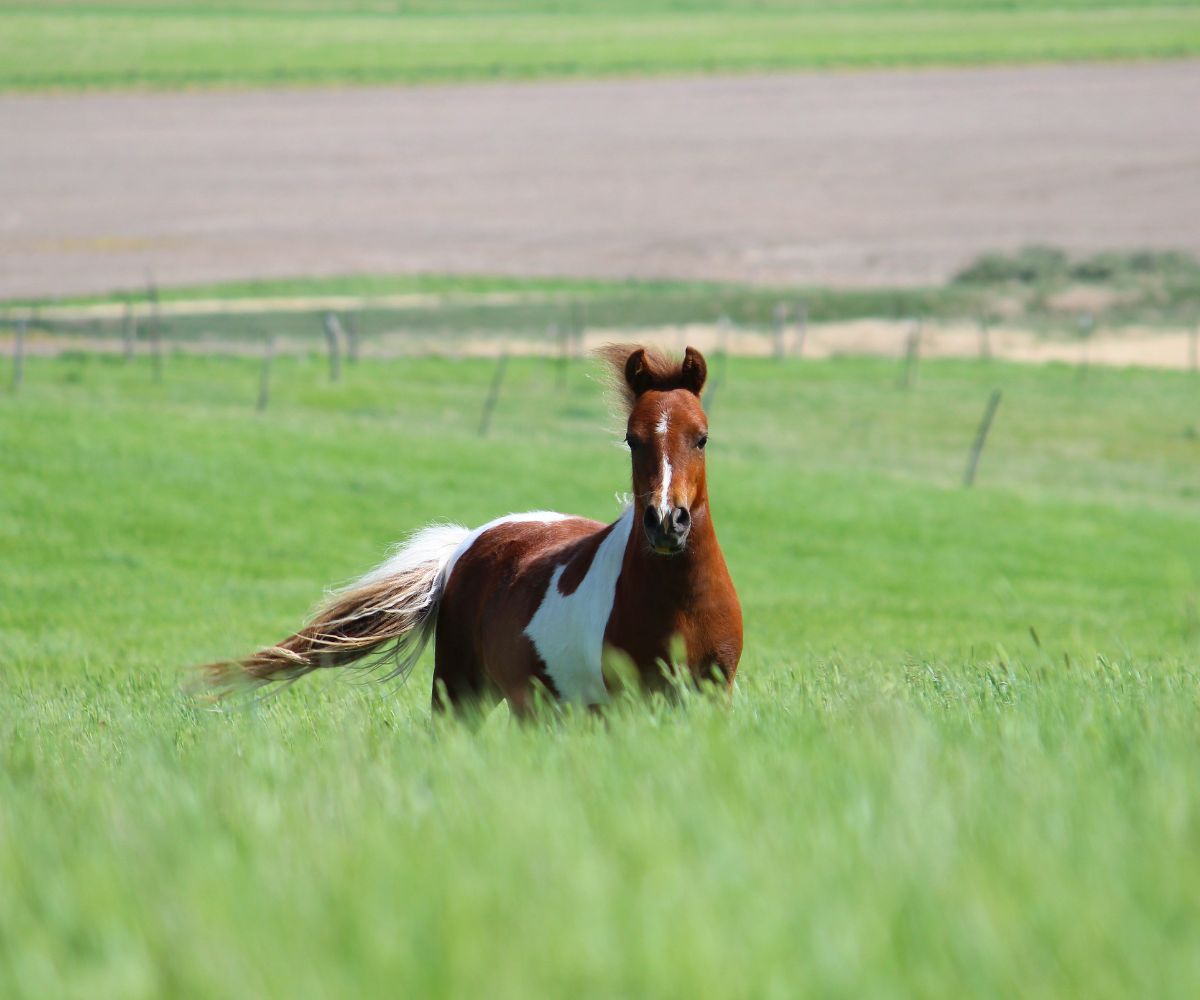 améliorer dégradation litières cheval