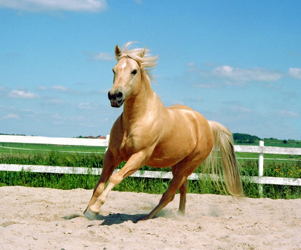 bienfait argile bentonite cheval 