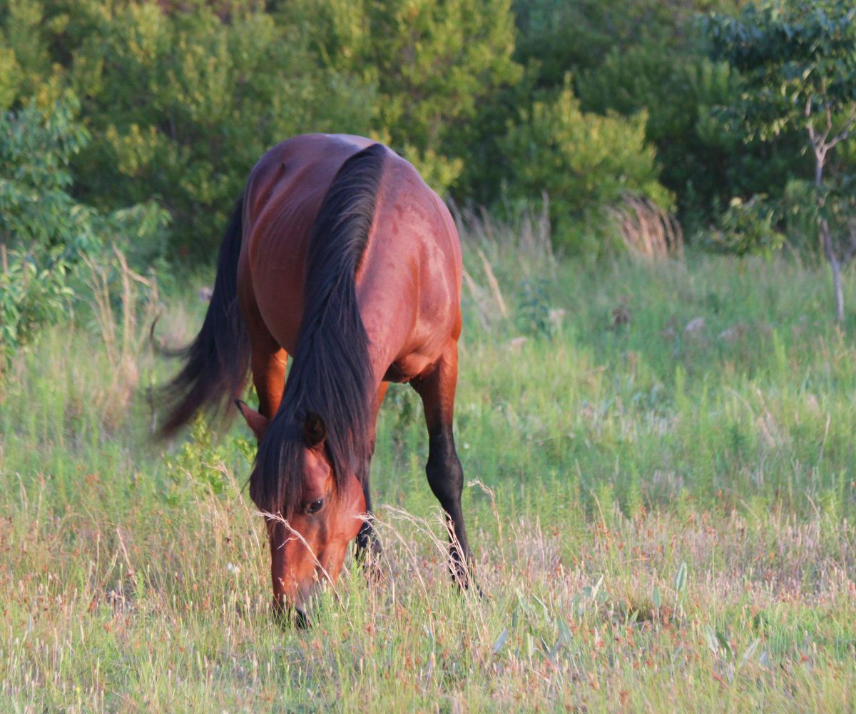 digestion cheval 