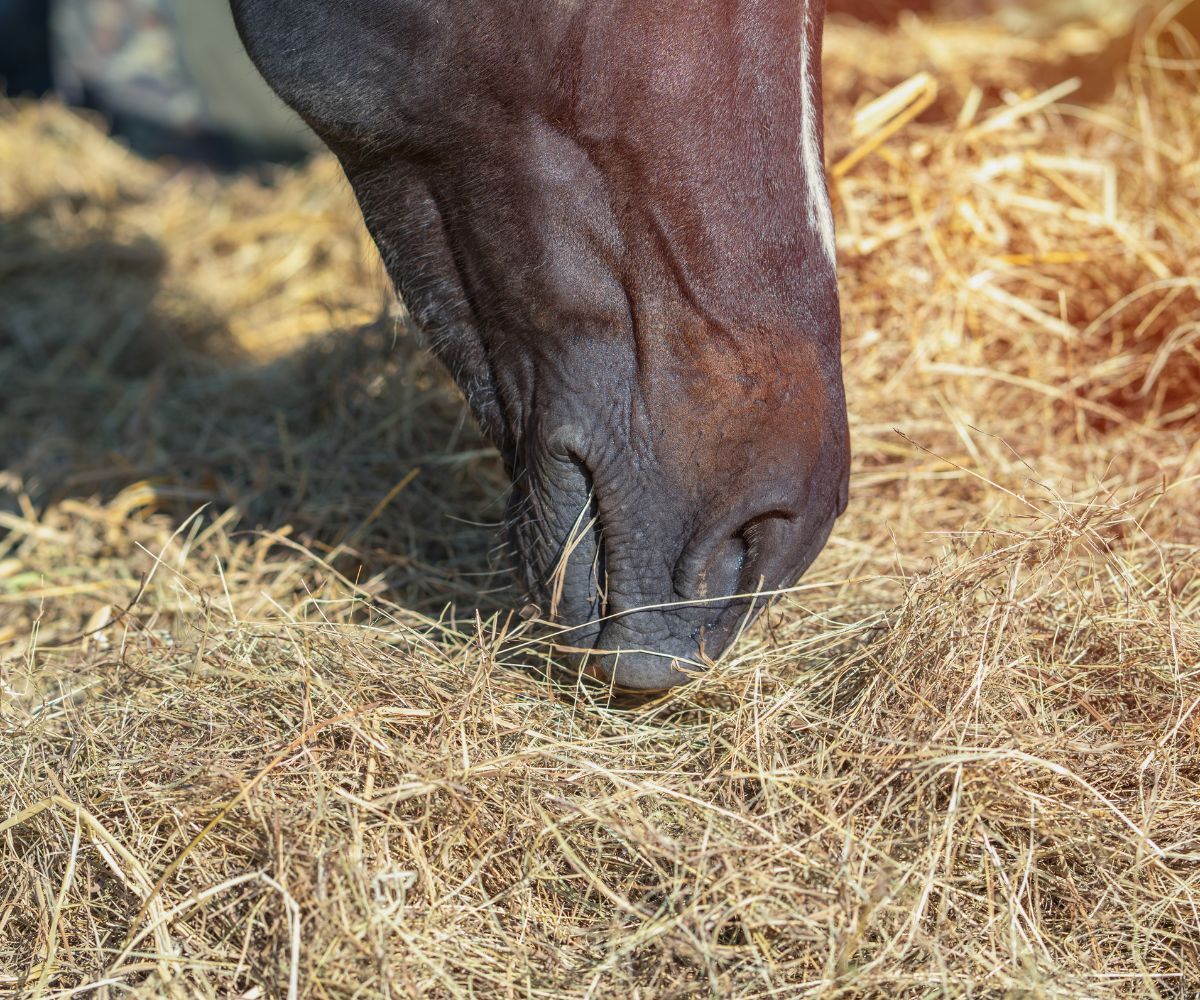 probiotiques prébiotiques cheval 