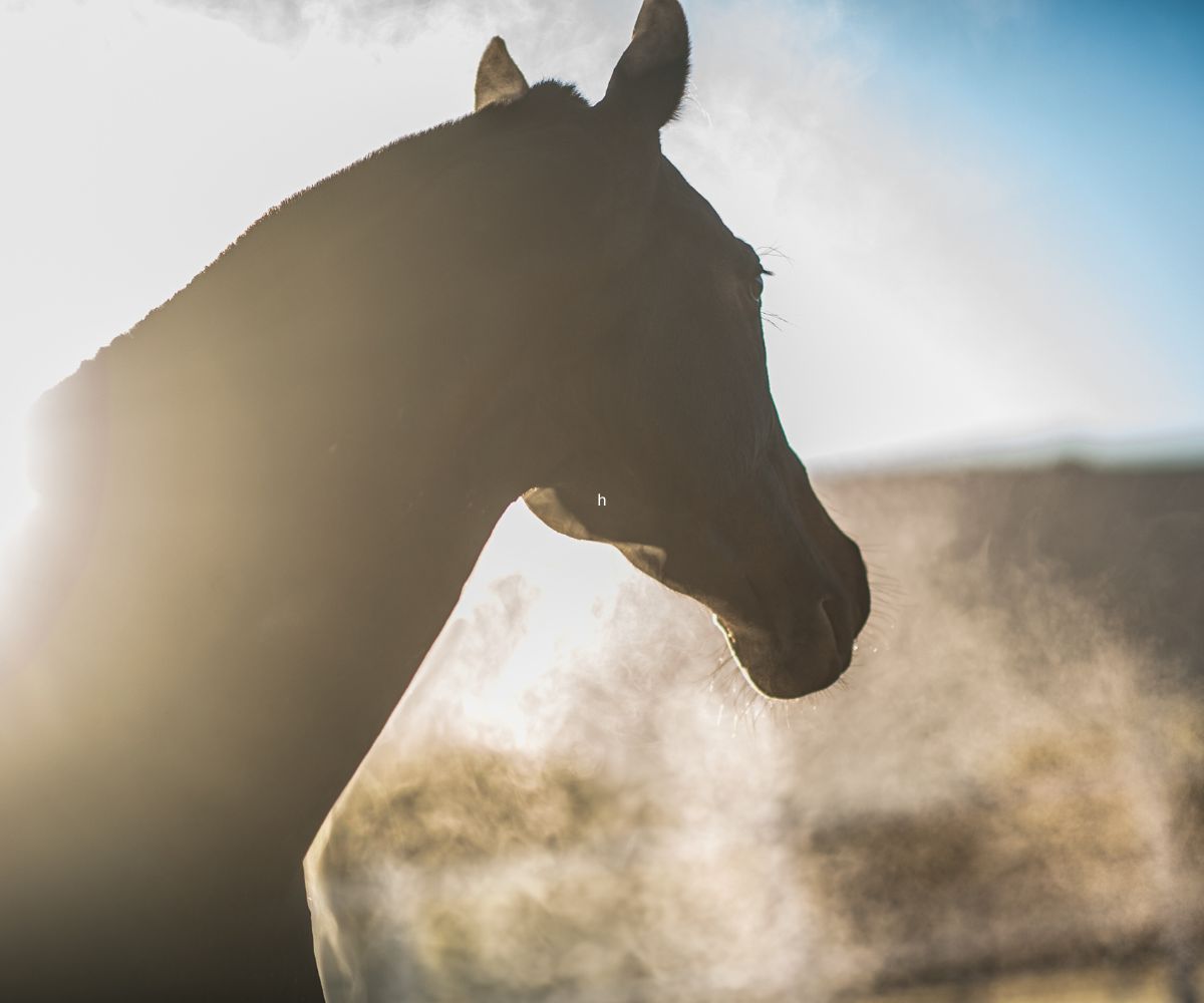 pathologie respiratoire cheval