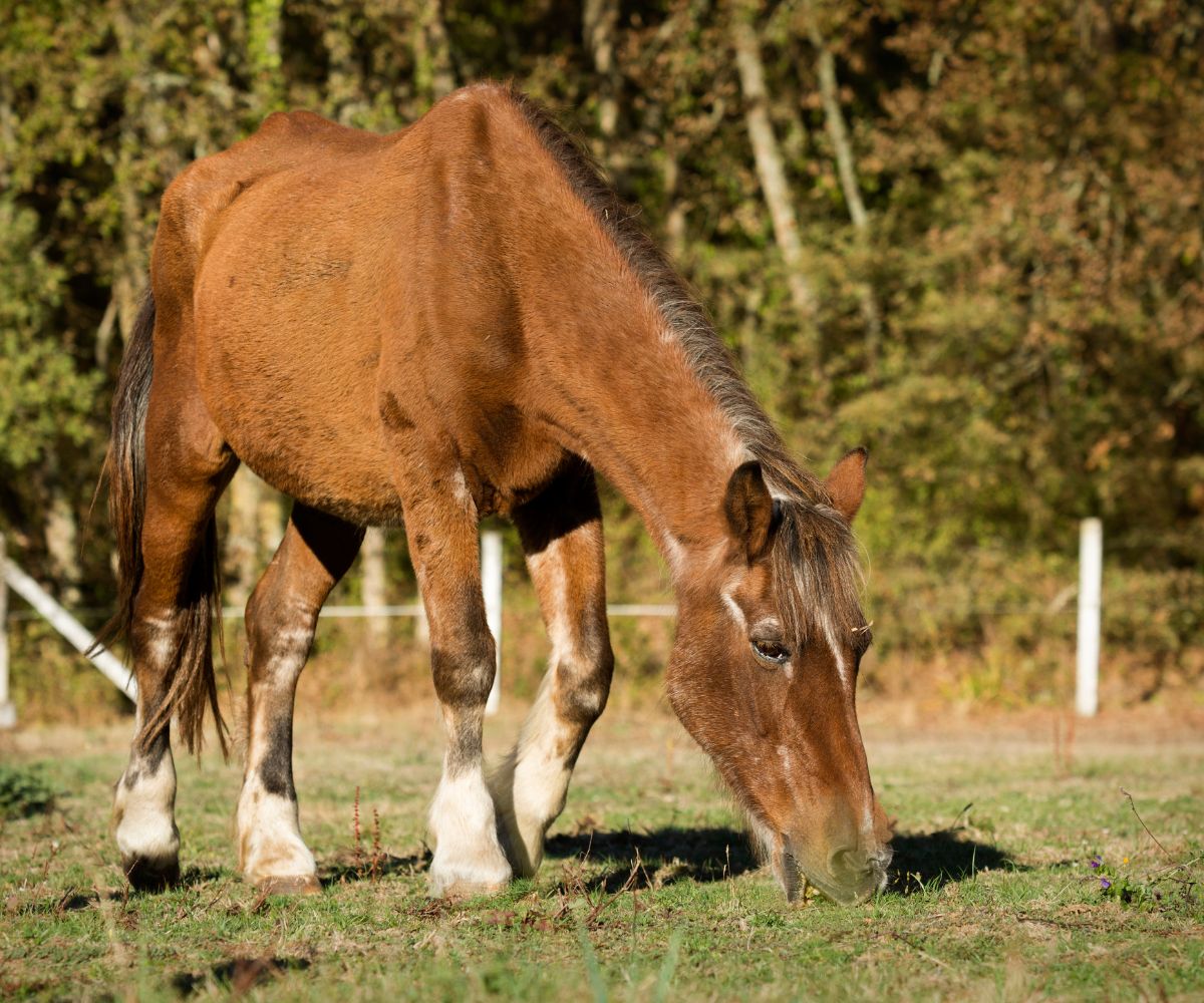 faire grossir vieux cheval