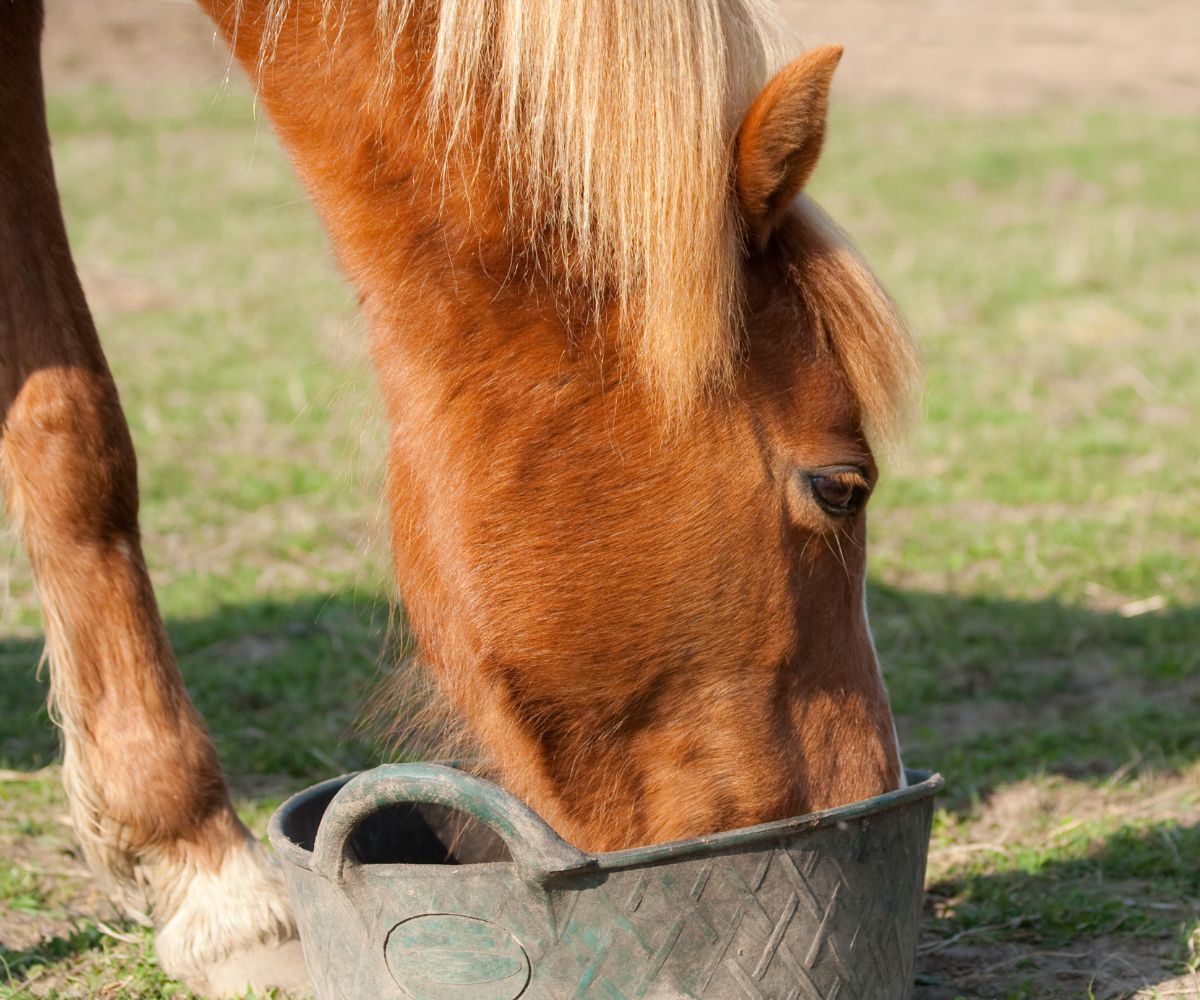 vieux cheval qui mange 