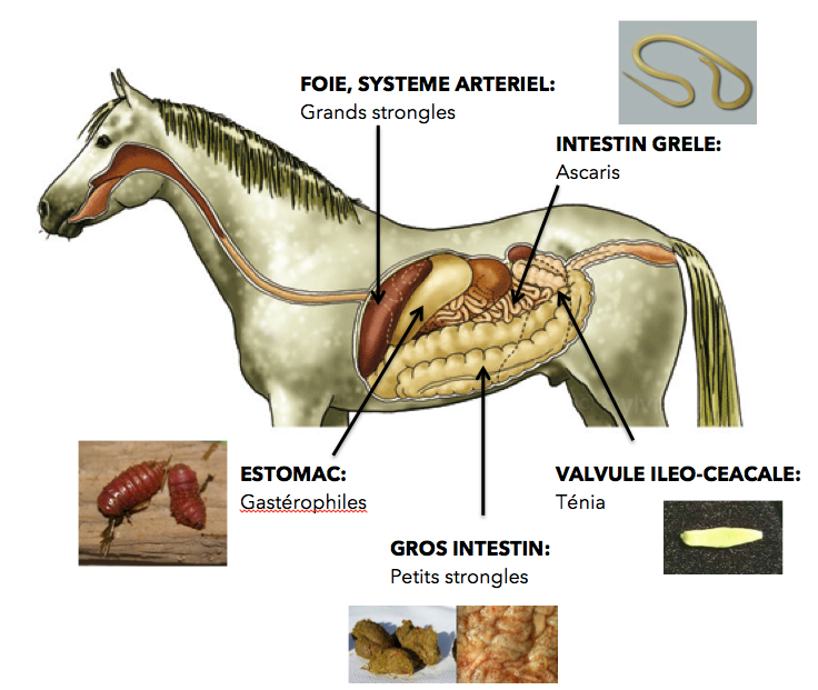 bienfaits argile bentonite cheval